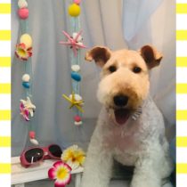 ワイヤーフォックステリア