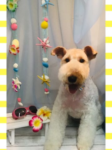 ワイヤーフォックステリア