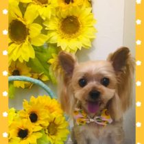 ヨークシャテリア