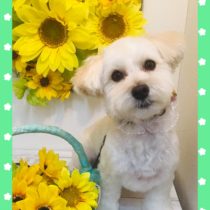 マルチーズ×トイプードルmix