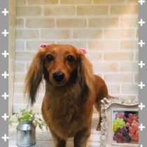 Mダックスフント