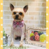 ヨークシャテリア