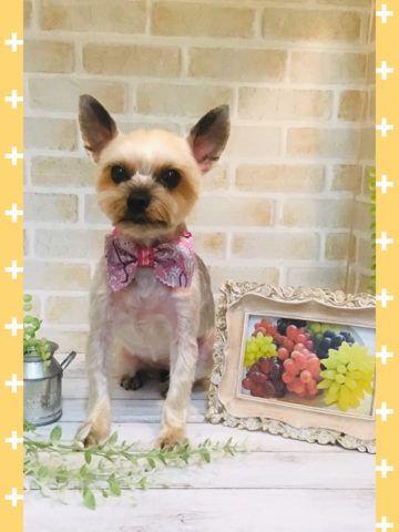 ヨークシャテリア