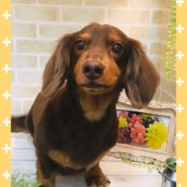 Mダックスフント