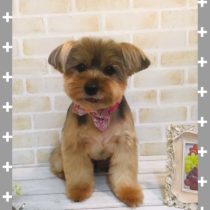 ヨークシャテリア