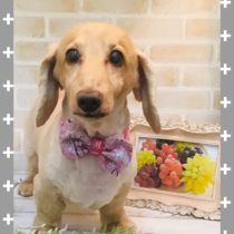 Mダックスフント