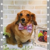 Mダックスフント