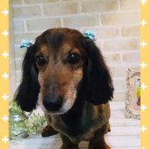 Mダックスフント