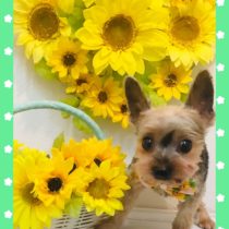 ヨークシャテリア