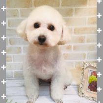 マルチーズ×トイプードルmix