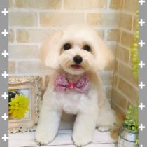 マルチーズ×トイプードルmix