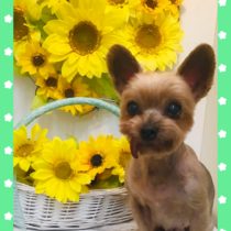 ヨークシャテリア