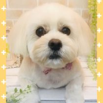 ペキニーズ×ビションフリーゼmix