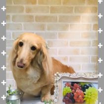 Mダックスフント