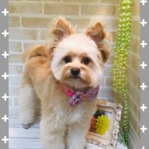 ポメラニアン×トイプードルmix