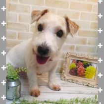 ジャックラッセルテリア