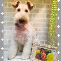 ワイヤーフォックステリア