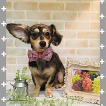 チワワ×MダックスフントMIX