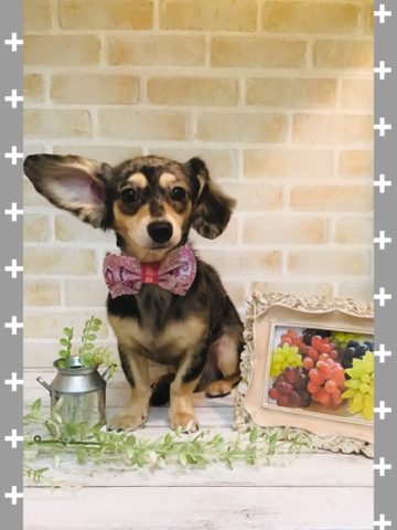 チワワ×MダックスフントMIX