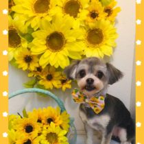 マルチーズ×チワワmix