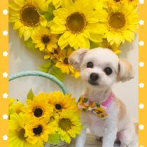 マルチーズ×チワワmix