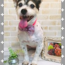 ジャックラッセルテリア