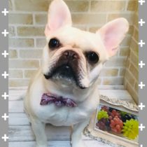 フレンチブルドッグ
