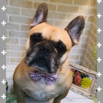 フレンチブルドッグ