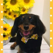 Mダックスフント