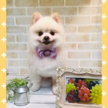 ポメラニアン