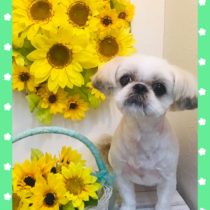 シーズー×ペキニーズmix