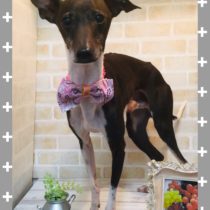 イタリアングレーハウンド