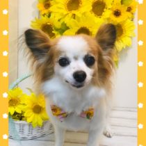 パピヨン×チワワmix