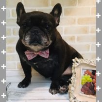 フレンチブルドッグ