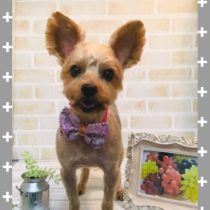 ヨークシャテリア