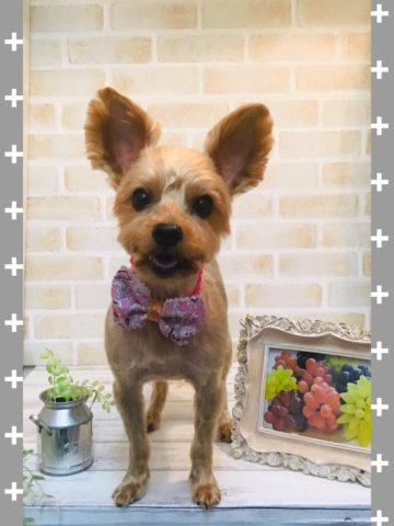 ヨークシャテリア