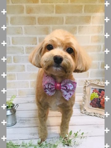 マルチーズ×トイプードルmixマルチーズ