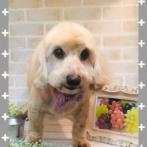 Mダックスフント×トイプードルmix