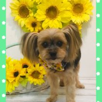 ヨークシャテリア