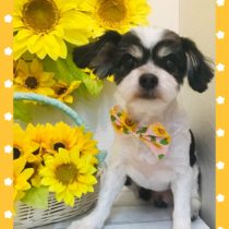 マルチーズ×チワワmix