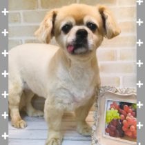 チベタンスパニエル