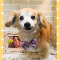 チワワ×MダックスフントMIX