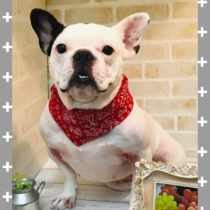 フレンチブルドッグ