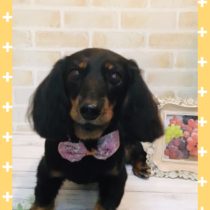 Mダックスフント