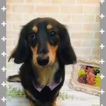 Mダックスフント