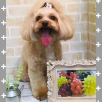 マルチーズ×トイプードルmix