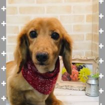 Mダックスフント