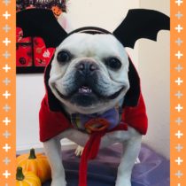 フレンチブルドッグ