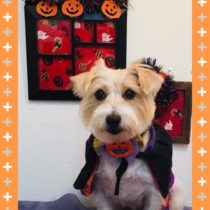 ジャックラッセルテリア