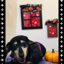 Mダックスフント